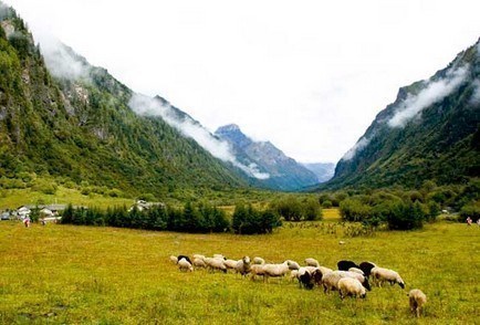 洛绒牛场.jpg